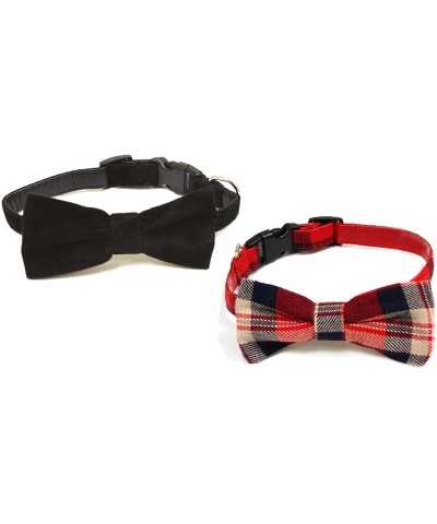 Boy Papillon Dog collar