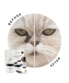 Smacchiatore Occhi CAT Starter Kit con Pennello Applicatore Eye Envy